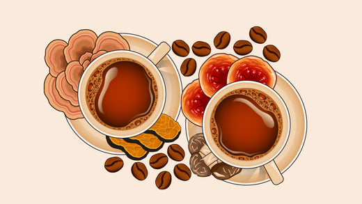 Two cups of mushroom coffee surrounded by different kinds of functional mushrooms