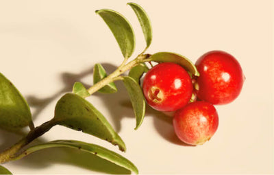 Green Coffee Extract
