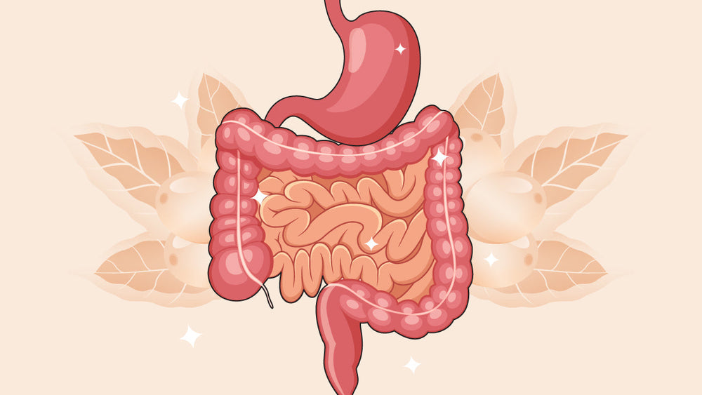 Illustration of a healthy digestive system with clean intestines, glowing accents, and natural elements.