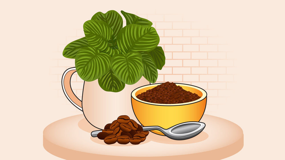 Alt text: Houseplant beside a bowl of ground coffee, spoon, and scattered coffee beans on a small table.