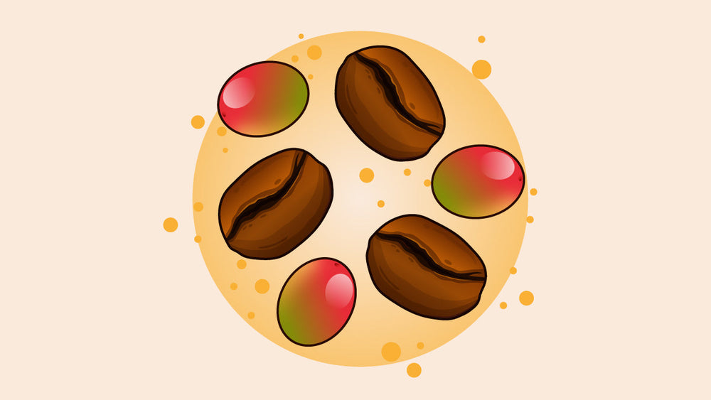 Coffee Arabica beans and cherries.