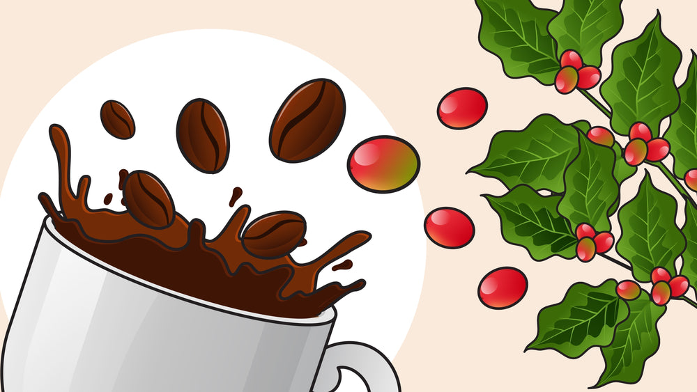 Coffee beans splashing from a cup on the left, with red coffee cherries on a leafy branch on the right.