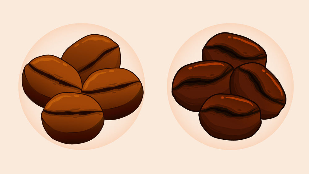 Illustration of Coffea Robusta beans and Coffea Arabica beans, showing differences in shape and texture