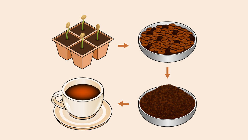 Coffee lifecycle diagram showing seedlings, roasted beans, ground coffee, and a brewed cup