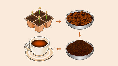 From Bean to Brew: Where Coffee Comes From & How It’s Made