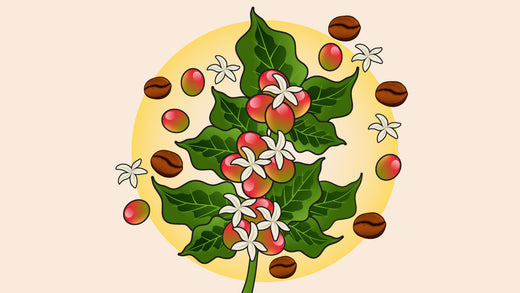 a coffee plant with green leaves, red cherries, white flowers, and roasted coffee beans