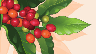 The Lost Coffee Varieties: Rediscovering Forgotten Beans