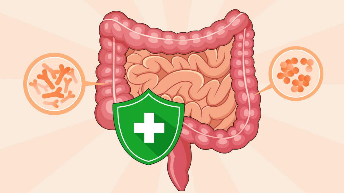 Boost Your Gut Health: 15 Top Digestive Aids for Energy & Relief – CAFELY
