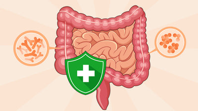 Top 15 Digestive Boosters for Gut Health, Energy, & Relief