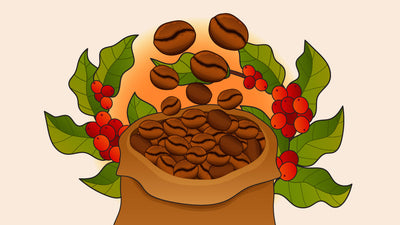 Different Types of Vietnamese Coffee Beans: Robusta vs. Arabica