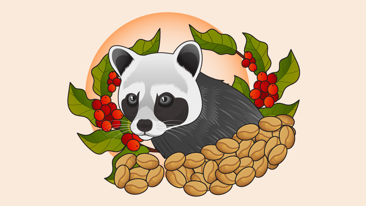 A palm civet surrounded by coffee beans and coffee cherries.