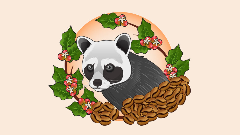 A palm civet surrounded by coffee beans and coffee cherries.