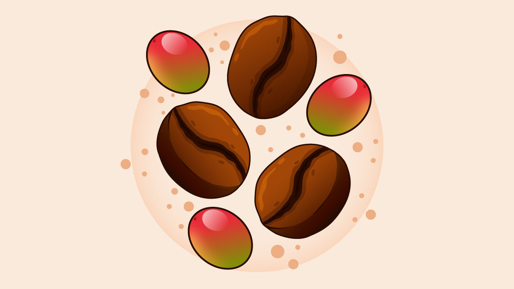 Illustration of robusta coffee beans