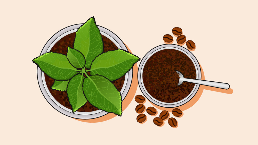 Coffee grounds being poured to a garden plant.