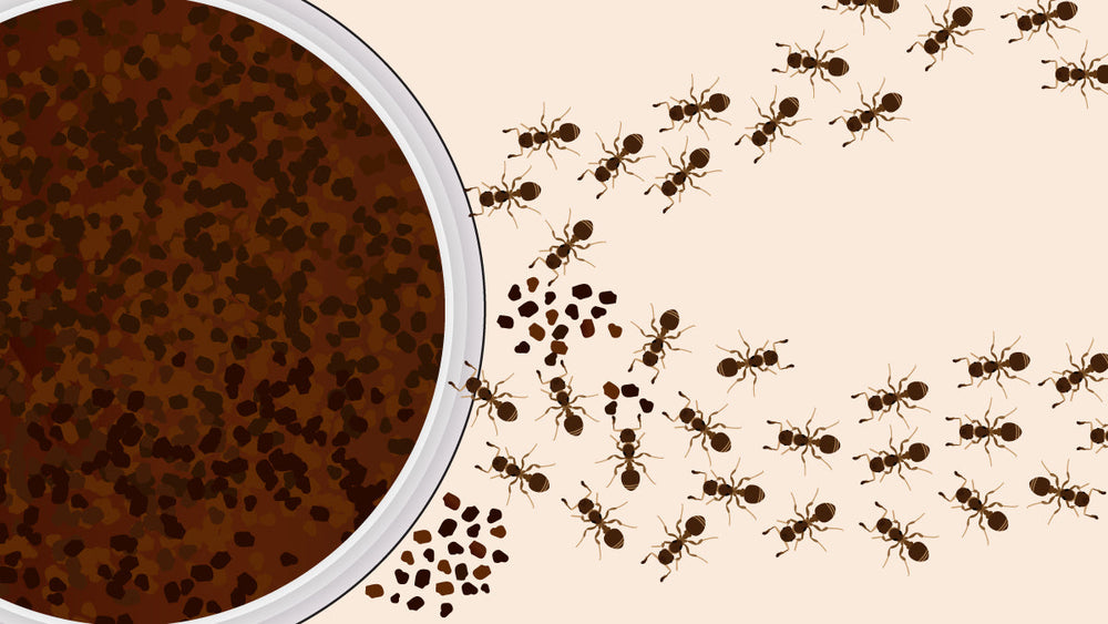 A trail of ants moving toward spilled coffee grounds from an open container.