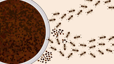 Do Ants Like Coffee Grounds or Stay Away From Them?