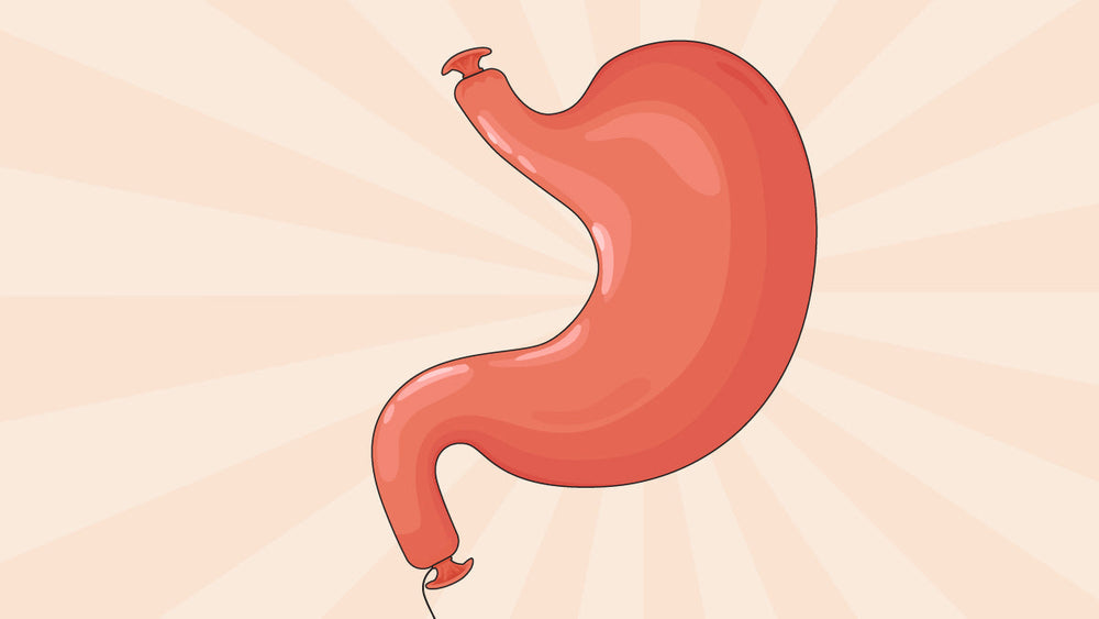 Illustration of a human stomach.