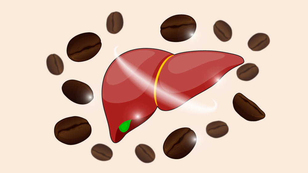 Illustration of a human liver surrounded by coffee beans