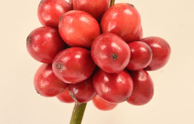 Green Coffee Extract