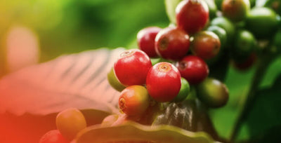 Organic Green Coffee Extract