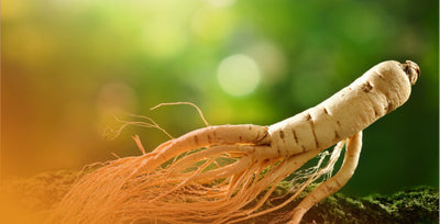 Korean Red Ginseng