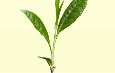 L-Theanine