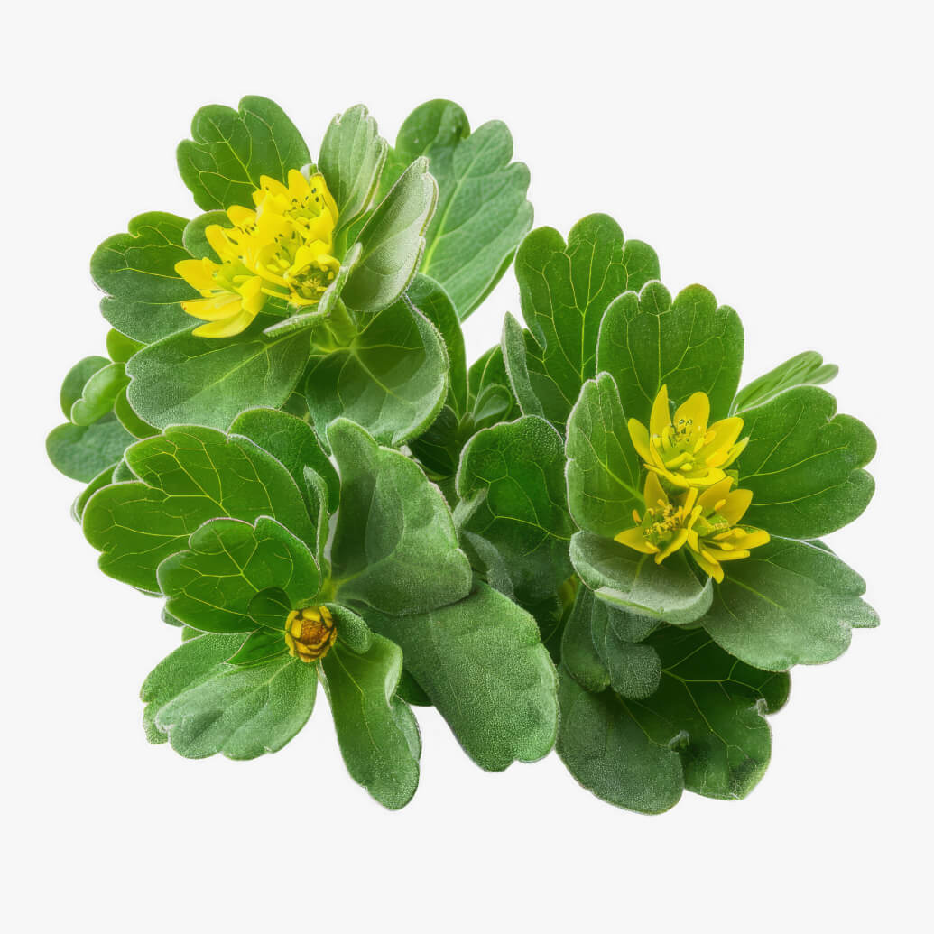 Rhodiola