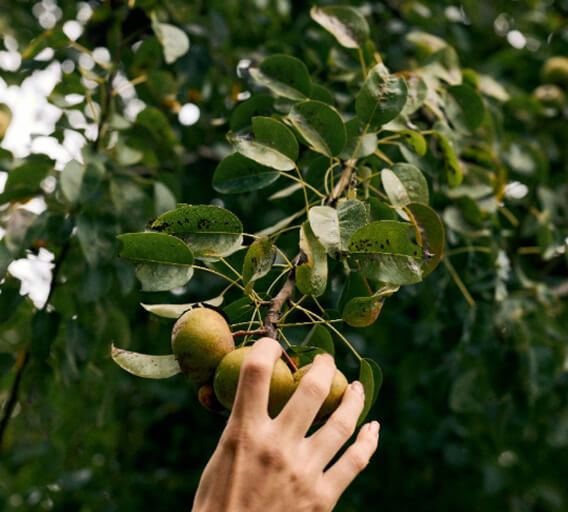 Stage 2: Harvest 🌄
